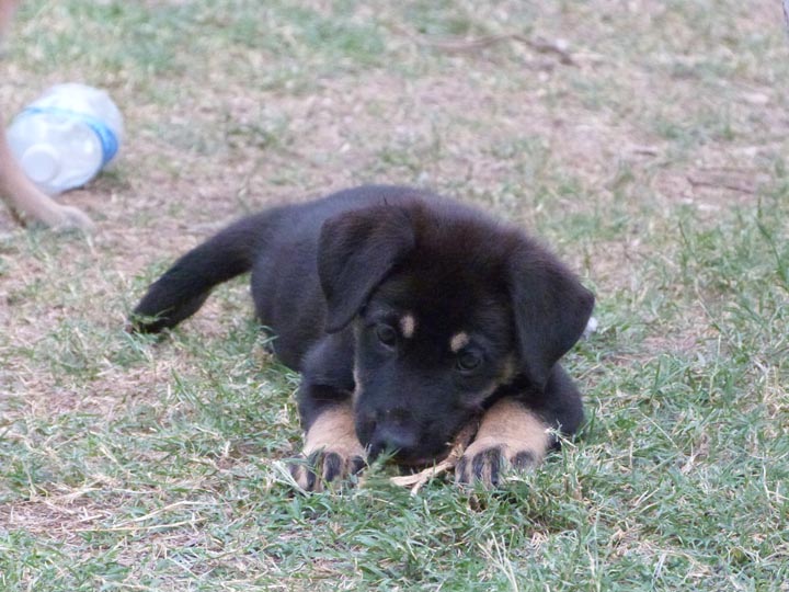 chinook dog